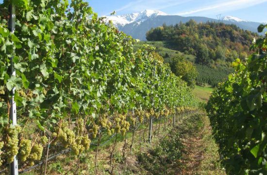 Seiserhof in Vahrn/Neustift - Südtirol